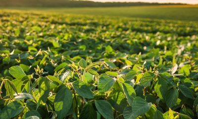 Na soja, os ensaios indicaram incremento médio de produtividade de 11,7 sc/ha com o uso do Forblend FS Premium