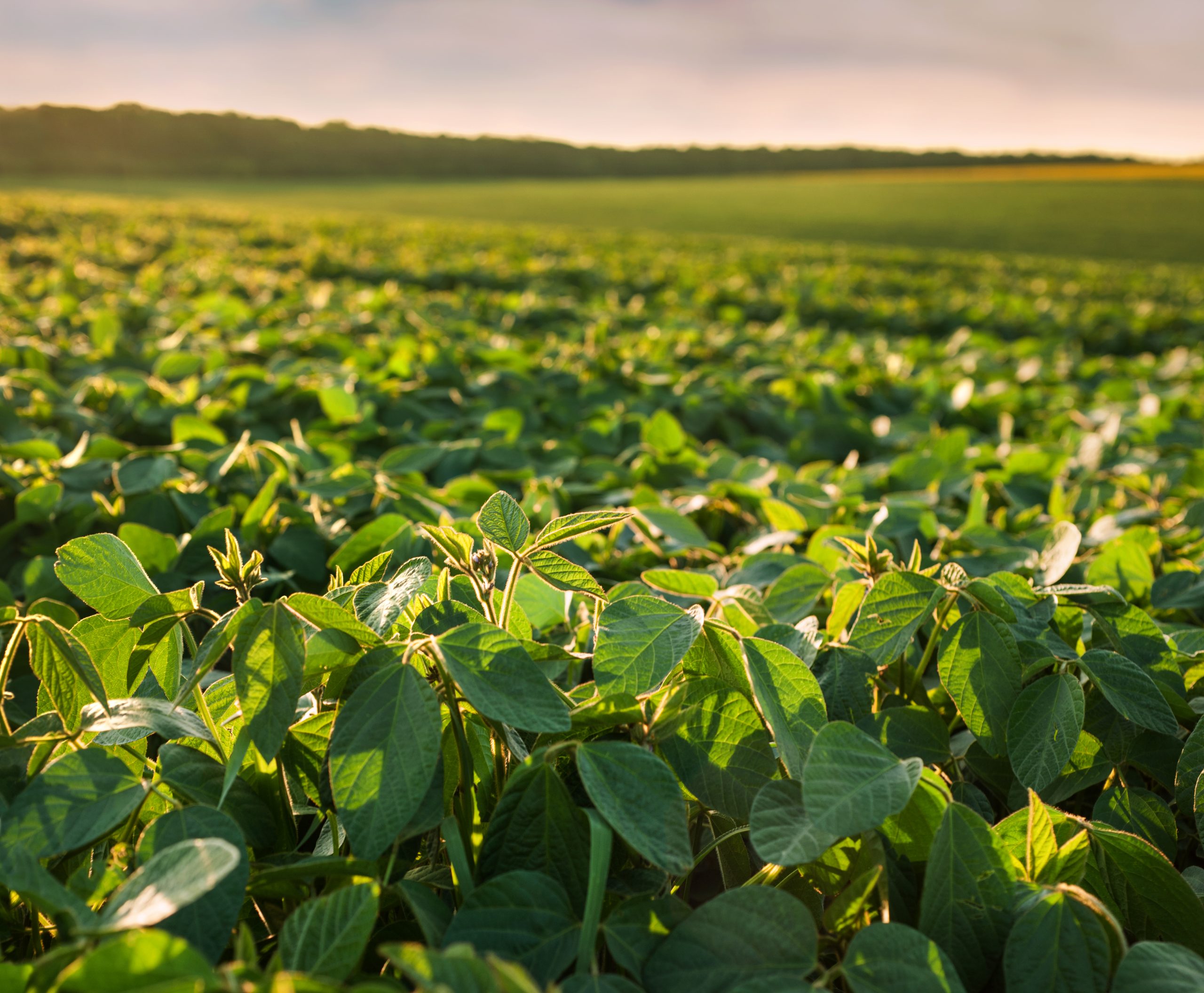Na soja, os ensaios indicaram incremento médio de produtividade de 11,7 sc/ha com o uso do Forblend FS Premium